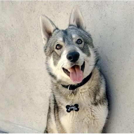 Placa para perros
